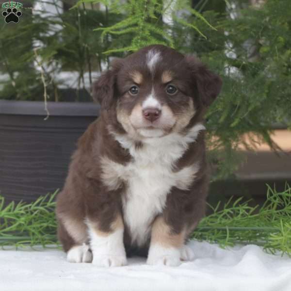 Serenity, Miniature Australian Shepherd Puppy